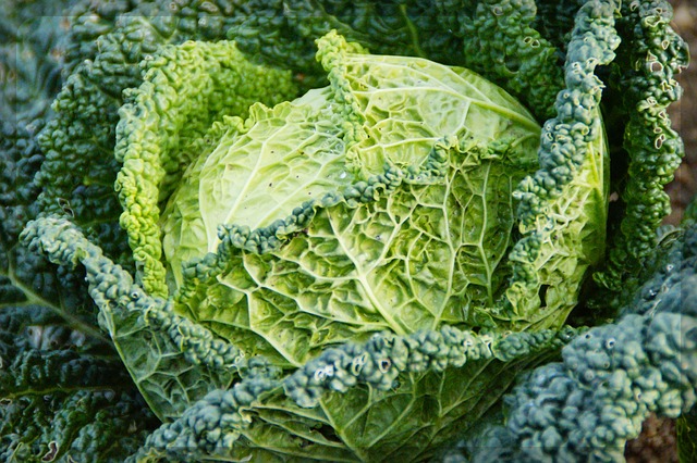 양배추 사진4