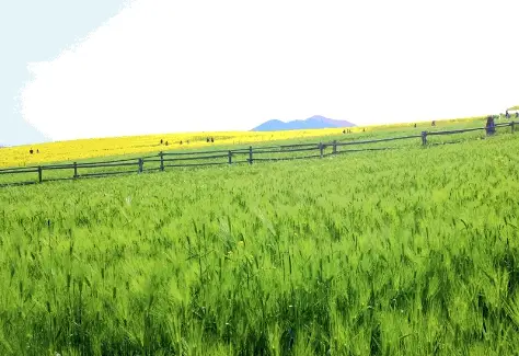 고창 청보리밭축제 주차장, 입장료, 프로그램