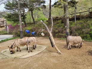 에버랜드 스마트줄서기