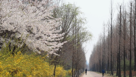 하늘공원 메타세콰이어길의 봄