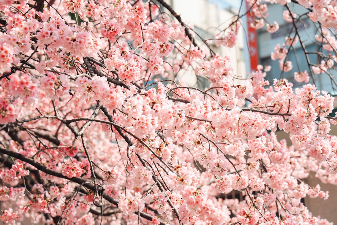 Ueno Park
