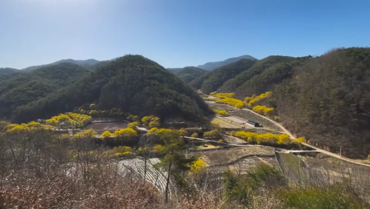 산수유2