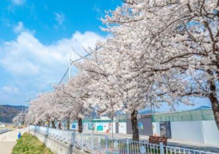영덕 벚꽃 