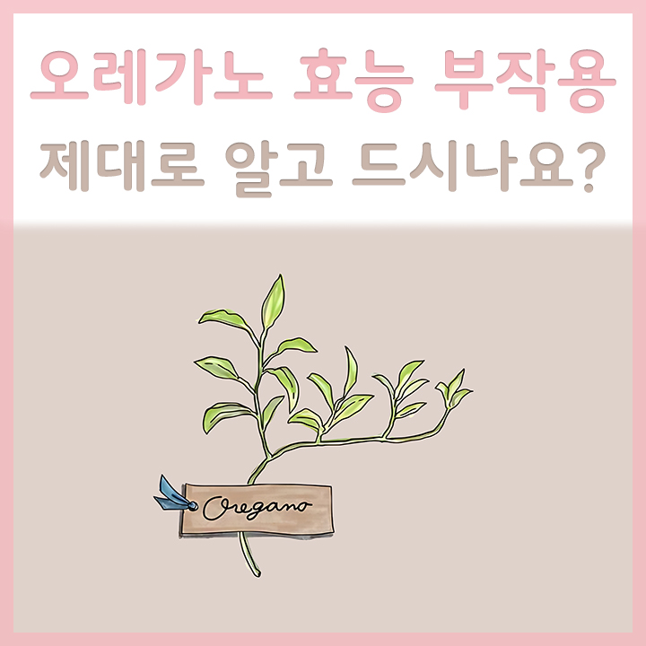 오레가노