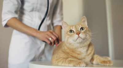 진료 받는 고양이