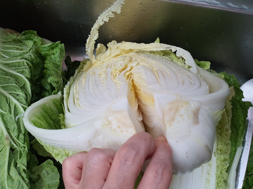 여름배추김치 담그기