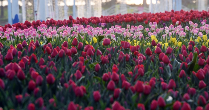 태안 튤립축제