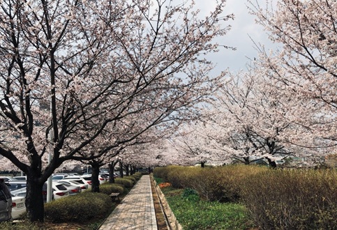 경북대 캠퍼스