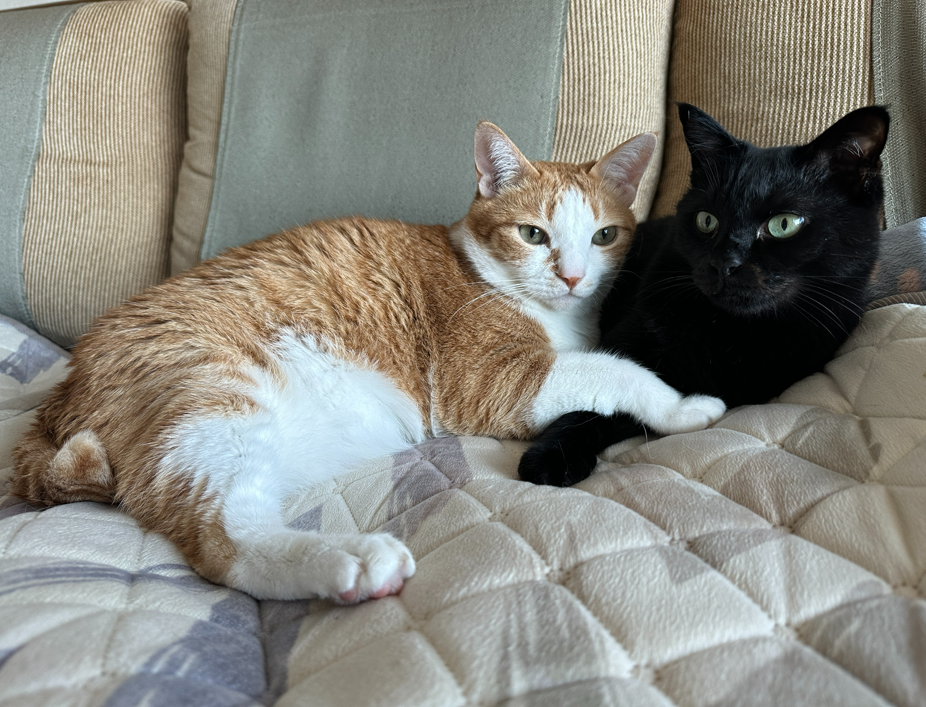 서로_꼭_끌어안고_있는_고양이들