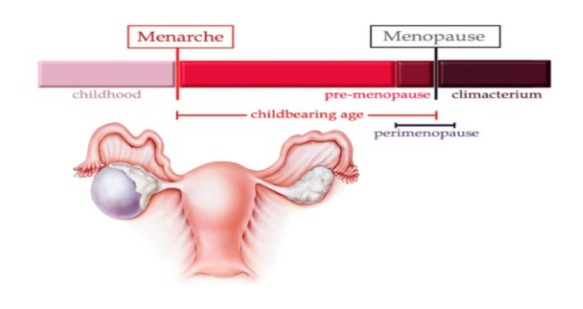 여성 폐경기 주기