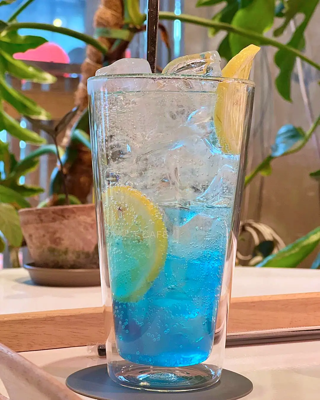 맛있는녀석들 제386회 식물성 버터와 딸기쨈 스콘, 바닐라 아이스크림 아포카토 디저트 맛있는 반려식물 식물원 가드닝 카페 파주 헤이리 맛집 추천 소개