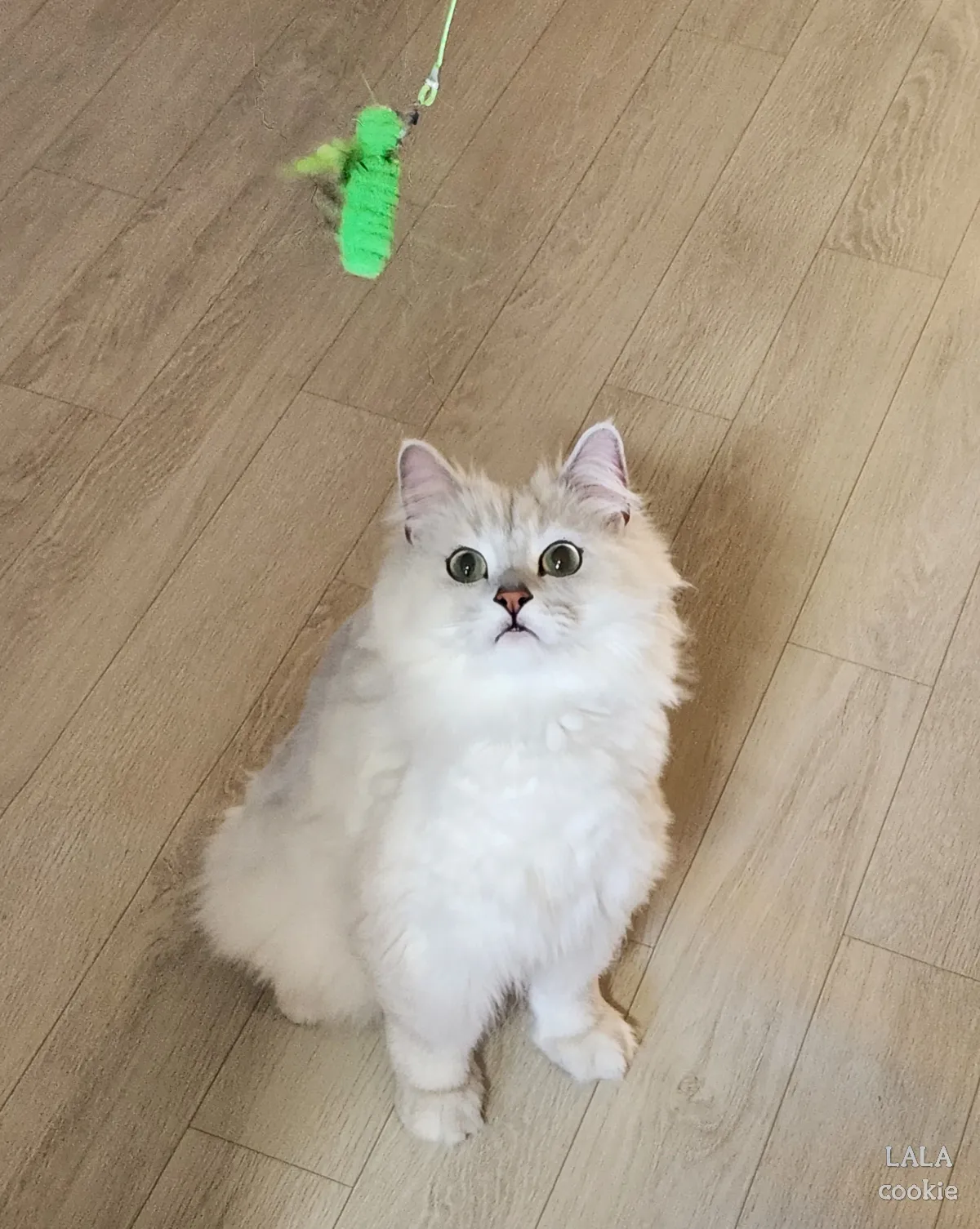 가성비-고양이-사료-추천-우리집-고양이-쿠키가-앉아있는-모습