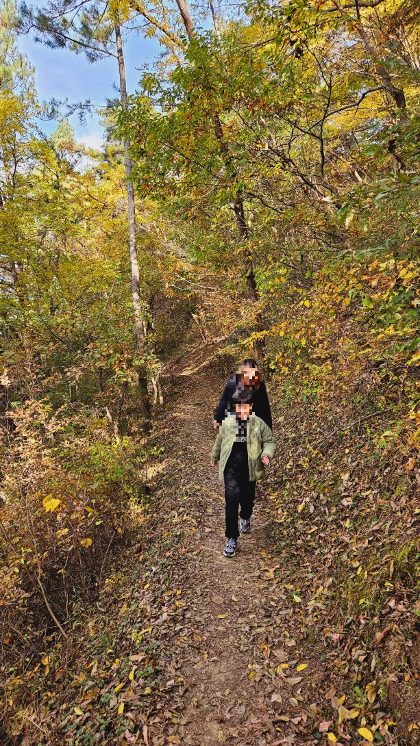밀양 금시당 은행나무