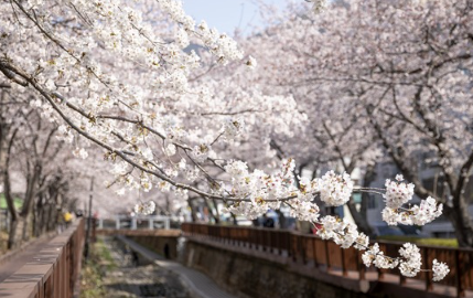 진해 군항제, 진해 벚꽃축제, 맛집
