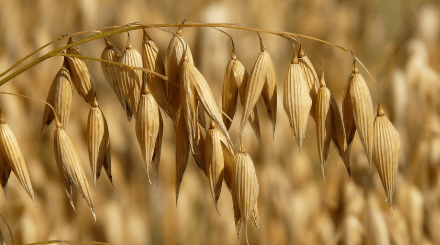 햇빛을 받고 있는 귀리