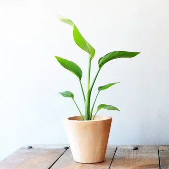 화분 여행 전 관리 급수준비 조명타이머 통풍점검 안심외출 체크_29