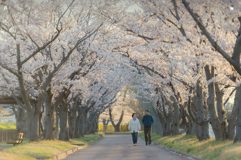 서울 벚꽃 명소