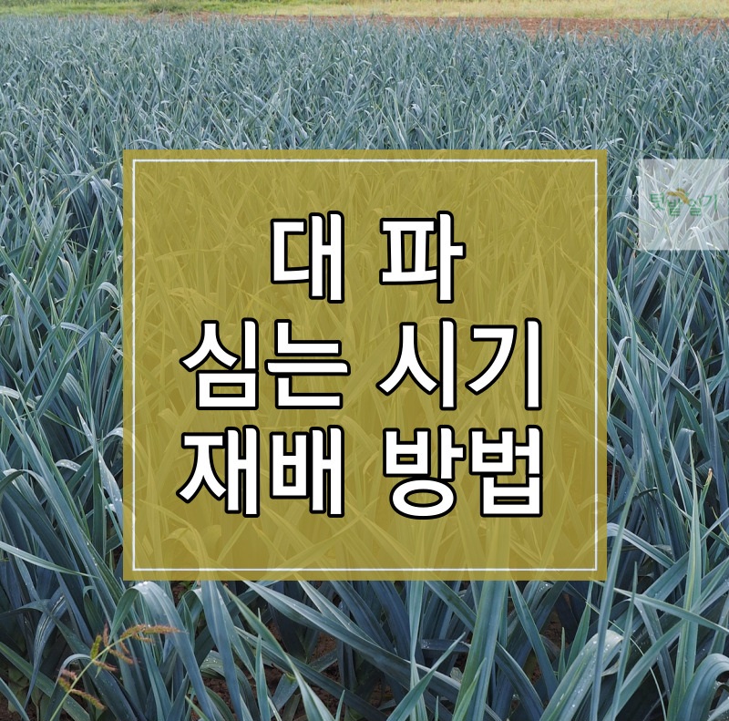 대파 심는 시기 및 재배방법
