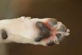 강아지 발바닥/출처:어도비스톡