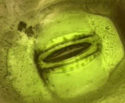 마치 SF영화 같은 '입'으로 신호 보내는 식물 VIDEO: Incredible close-up look at a plant breathing