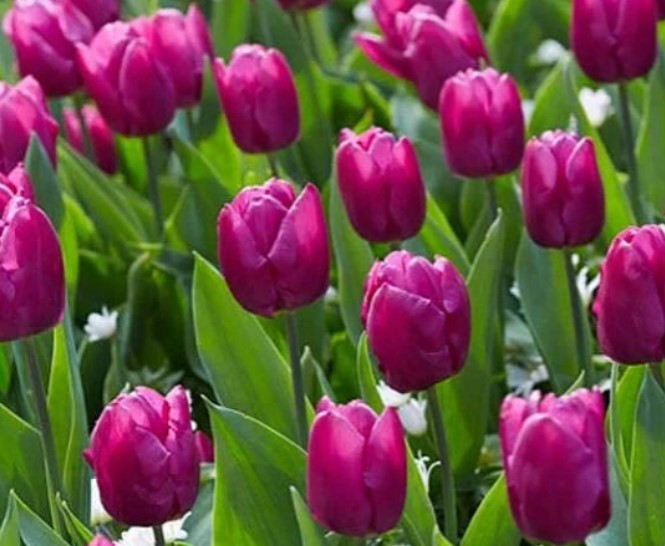 태안 튤립축제2