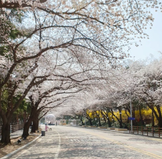 서울 벚꽃축제 벚꽃명소 렛츠런파크