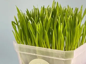 밀싹 재배 씨 뿌리기 발아 촉진 주기적 수확_4