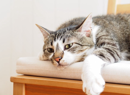 축 늘어지는 고양이.