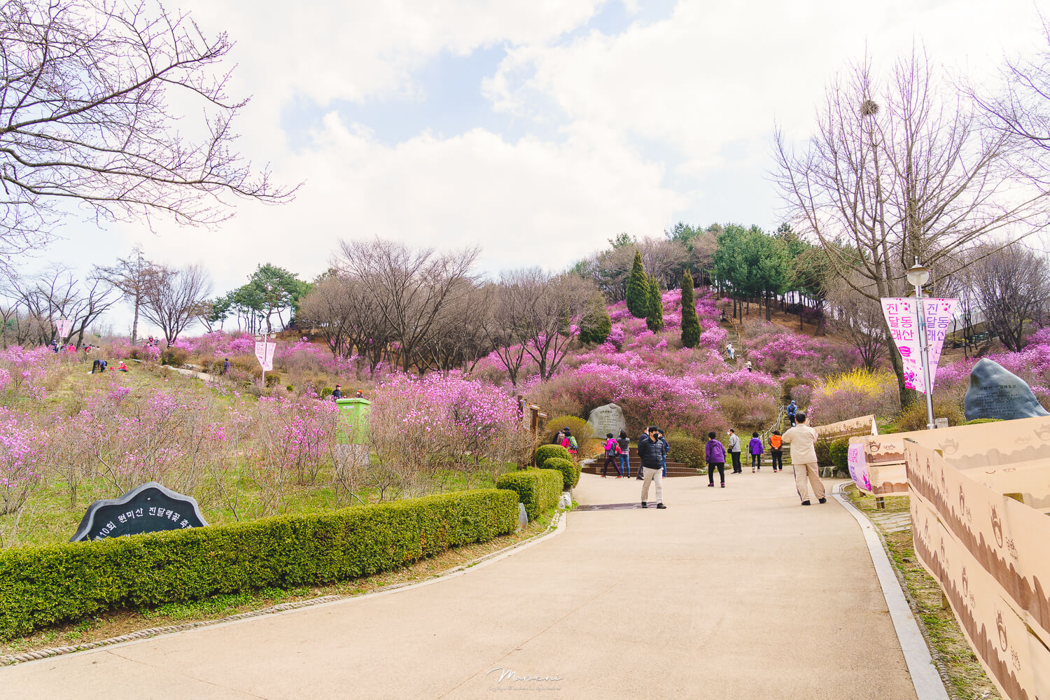 원미산 진달래축제