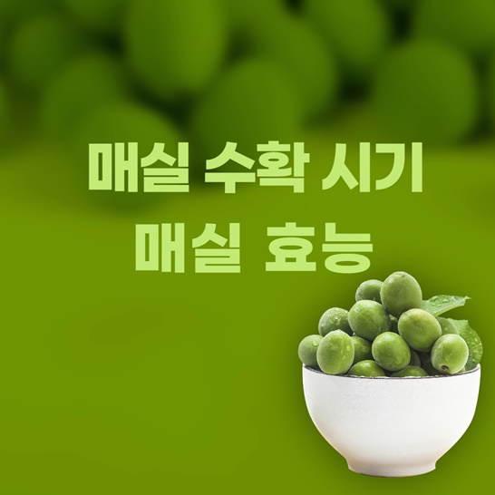 매실수확시기매실효능썸네일
