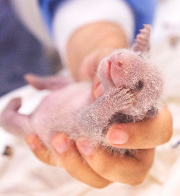 에버랜드 푸바오 쌍둥이 동생 이름 공모 신청! 에버랜드 이름 공모 에버랜드 SNS 네이버 주토피아 카페 댓글 응모 가능 응모 방법