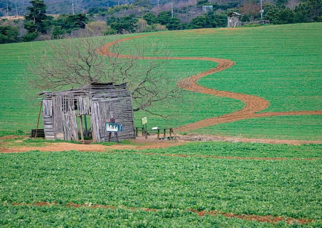 [4월~5월 축제]2025 고창 청보리밭 축제❘ 폭싹 속았수다 유채꽃밭, 연인 유채꽃밭, 도깨비 메밀꽃밭 촬영지, 일정, 기간, 주차(4/5일 방문 후기)