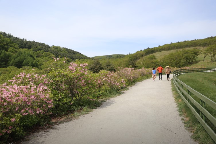 대관령 양떼목장 산책길
