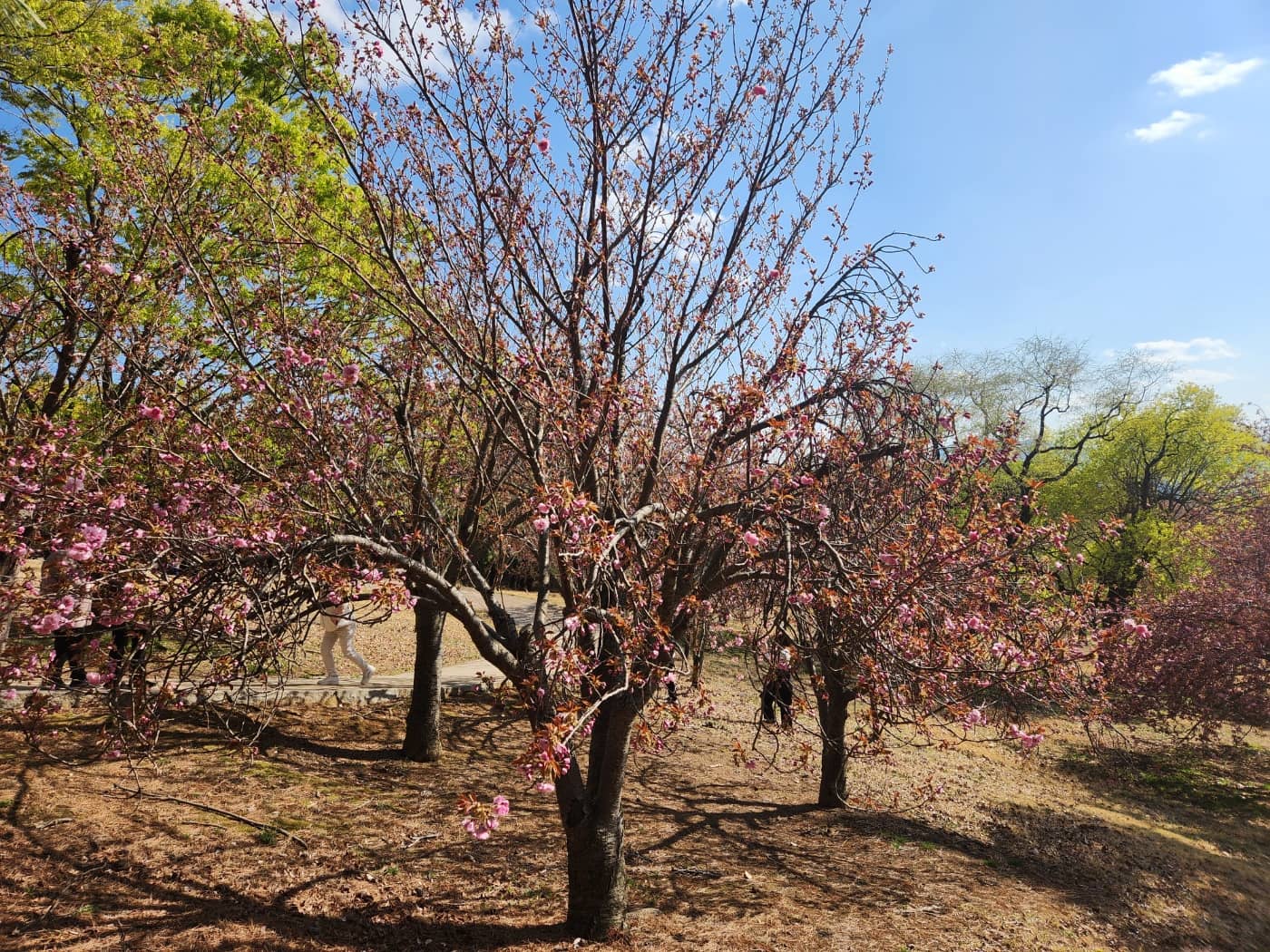 겹벚꽃4월15일자