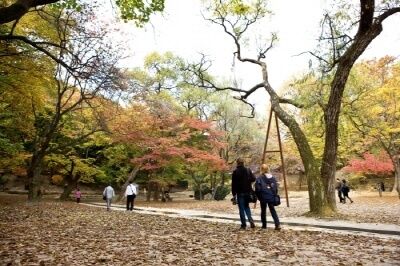 서울-가을-단풍-명소-창덕궁-후원