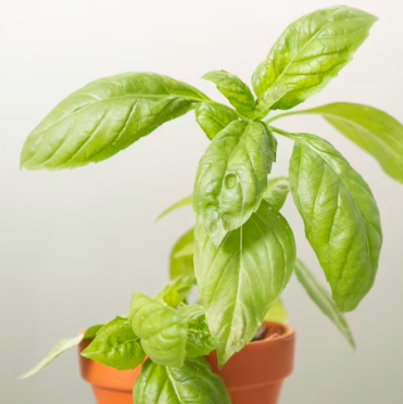 바질 효능 부작용 고르는법 요리 먹는 방법 허브