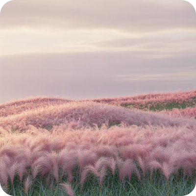 고창청농원 핑크뮬리 축제 가상 이미지