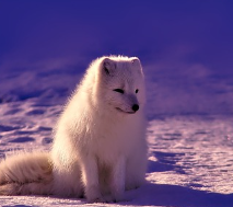 겨울철 무우보관법