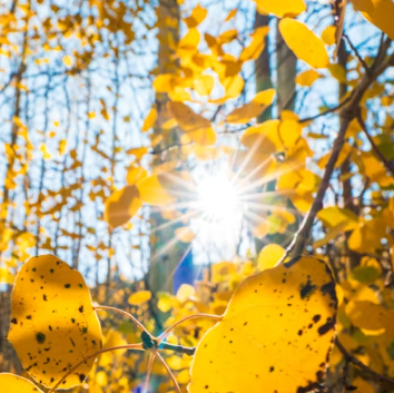 비타민D 부족 증상 섭취방법 많은 음식