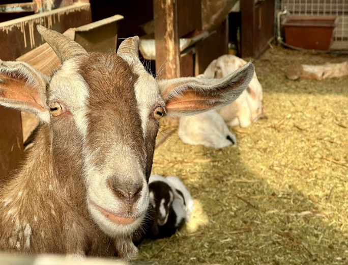 반달곰이살던숲