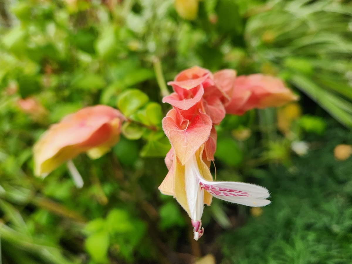 새우풀(붉은새우초)