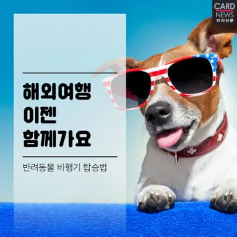 반려동물과 해외여행 기내 직항 펫 전용 준비와 절차_6