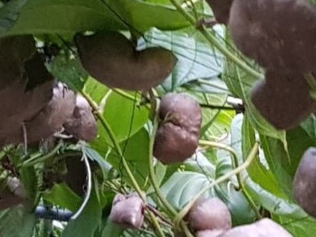 하늘마(열매마)3