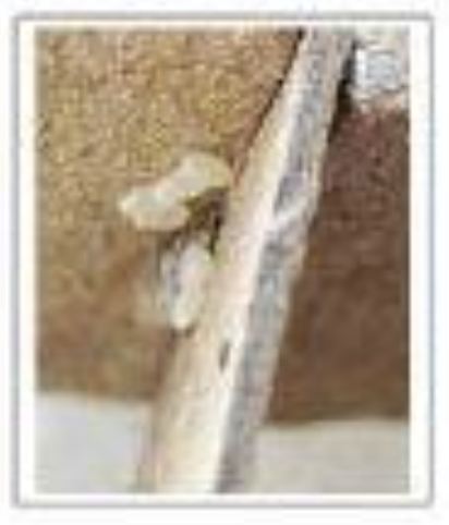 빈대 확인법 빈대 물린 자국 빈대 퇴치(+2024)