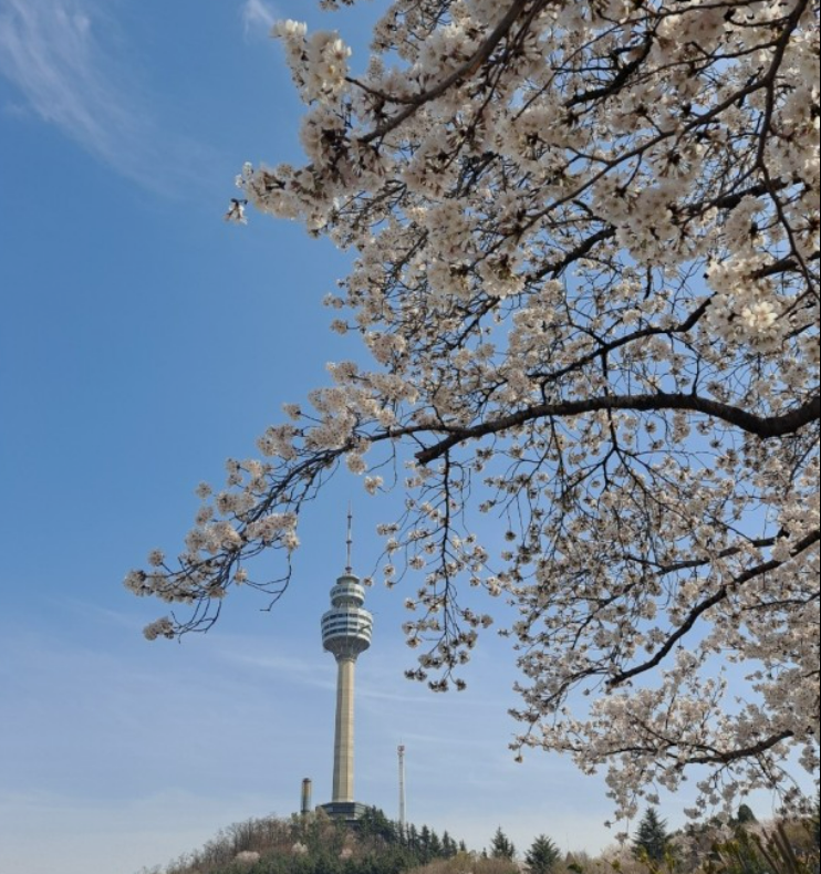 2023년 이월드 블라썸 피크닉 벚꽃 축제 정보 (2023년 벚꽃축제&amp;#44; 지역축제&amp;#44; 3월축제)&amp;#44; 83타워&amp;#44; 이월드 벚꽃축제 일정&amp;#44; 추자정보&amp;#44; 요금