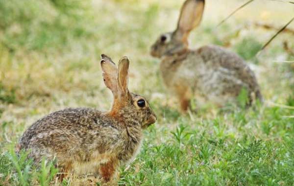 초원위의 토끼 - 을묘