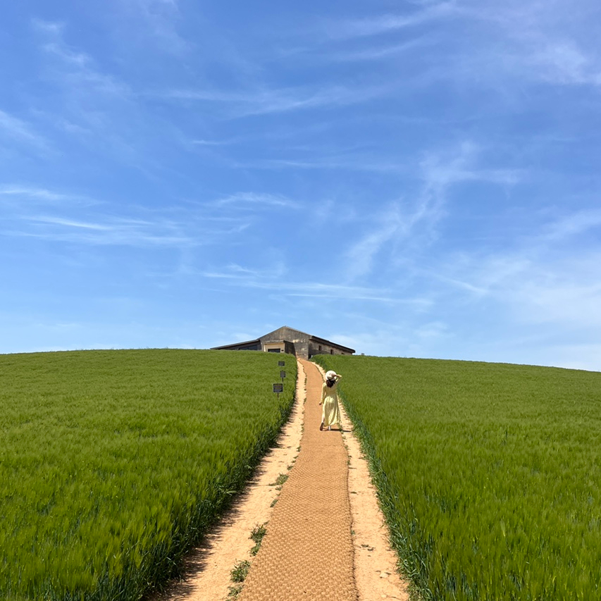 보령 가볼만한곳 - 천북폐공장 청보리밭