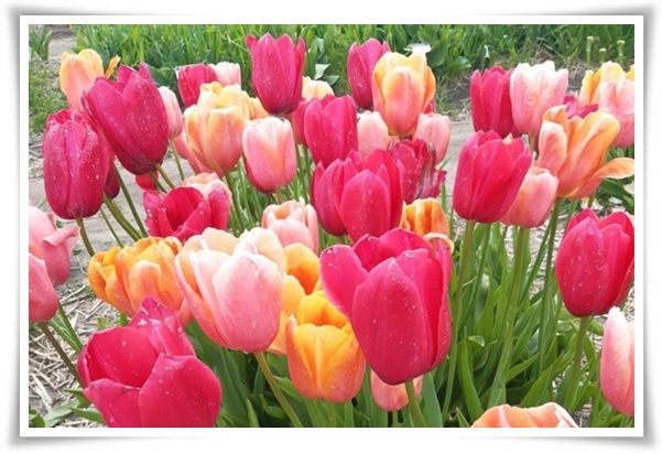 "튤립" 매력적인 봄의 대표적인 꽃, 튤립의 매력!