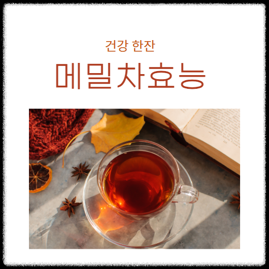 메밀차 효능