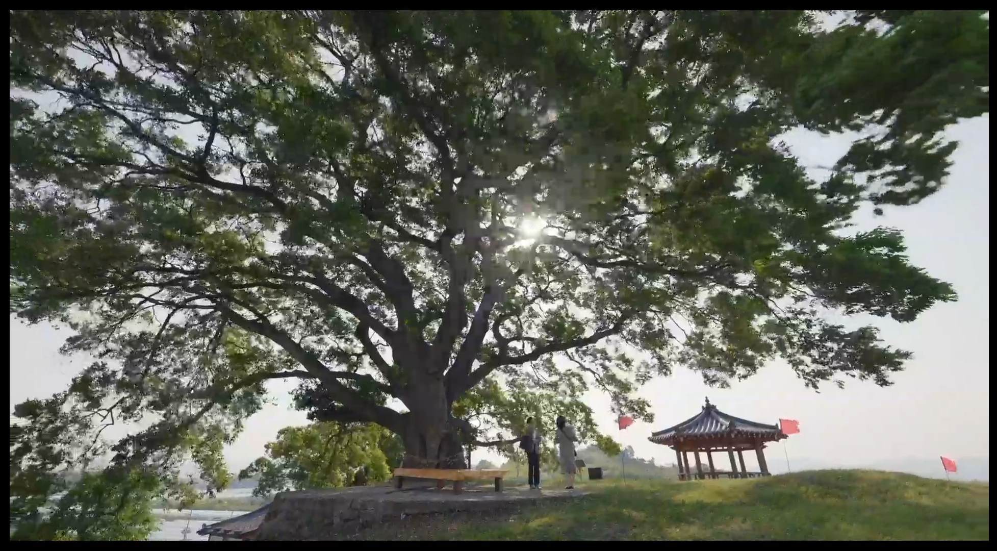 이상한 변호사 우영우 드라마 촬영지 (팽나무, 웨딩, 낙조, 제주도) 제주 돌고래 출몰지역 스팟